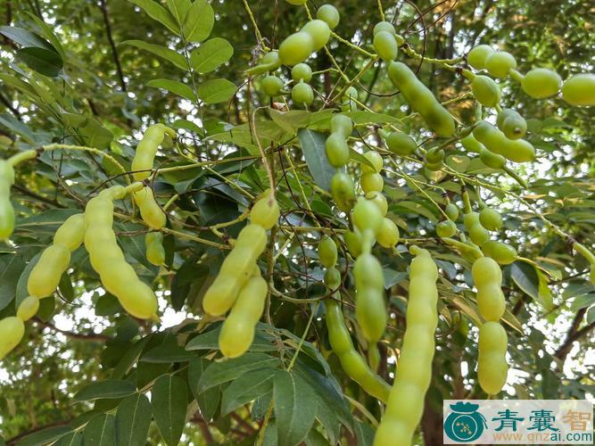 中药材豆槐图片