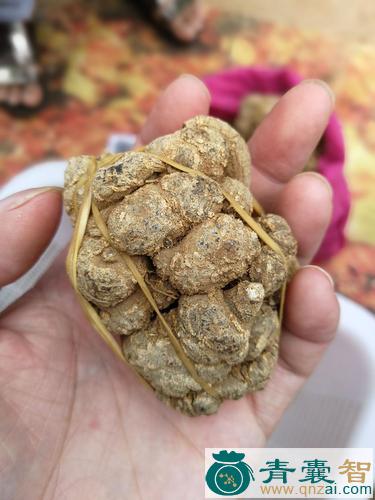 中药材豆瓣七图片