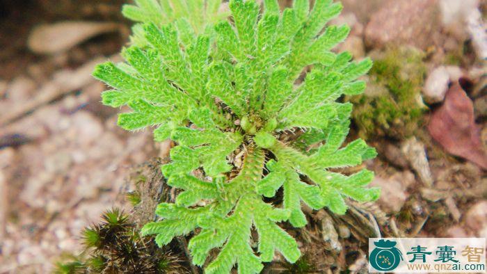 中药材豆瓣打不死图片
