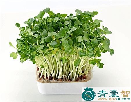 豆瓣菜的性状性味归经以及功效用法-青囊智