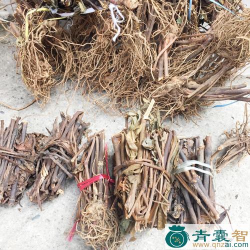 中药材豆腐头图片