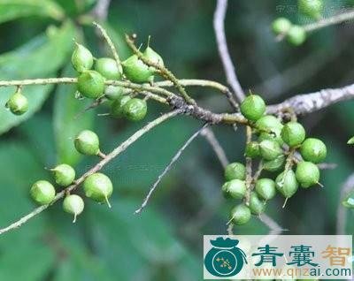 中药材豆腐渣果图片