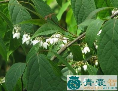 中药材豆腐渣树图片