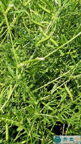 中药材豆荚草图片