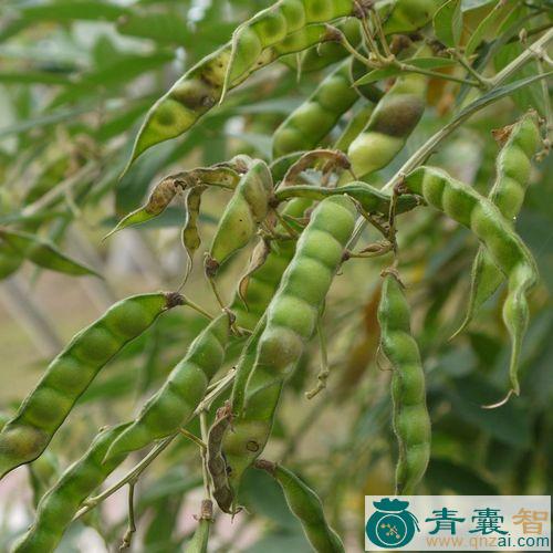 中药材豆蓉图片