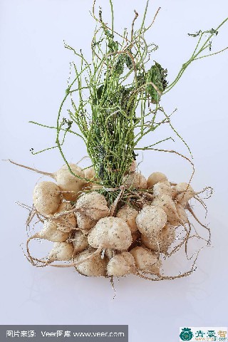 中药材豆薯图片