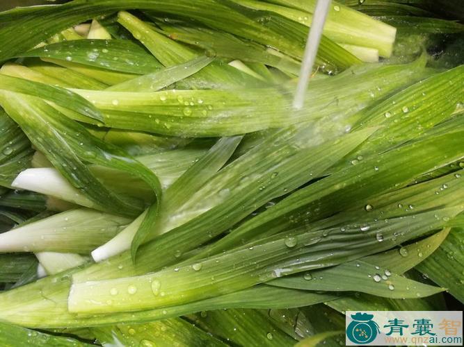 中药材豆鼓叶图片