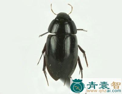 中药材豉虫图片