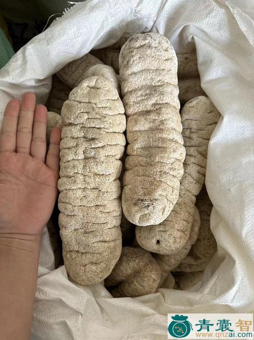 象牙参的性味归经以及功效用法-青囊智