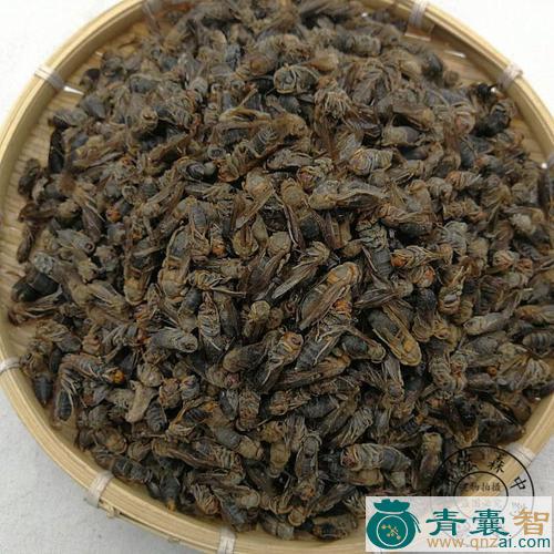 象蜂的性状性味归经以及功效用法和注意事项-青囊智