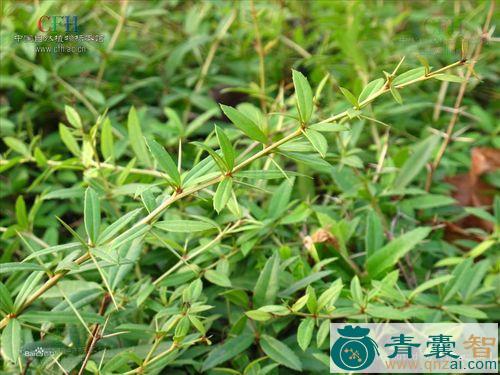豪猪千的-青囊智