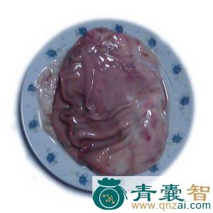 豪猪肚的性味归经以及功效用法-青囊智