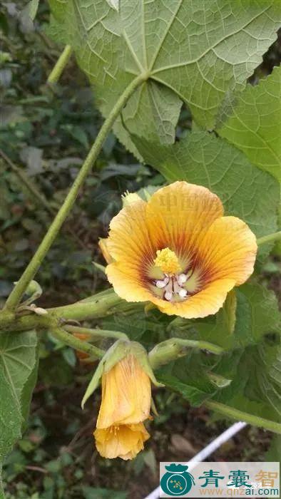 中药材豹子眼睛花图片