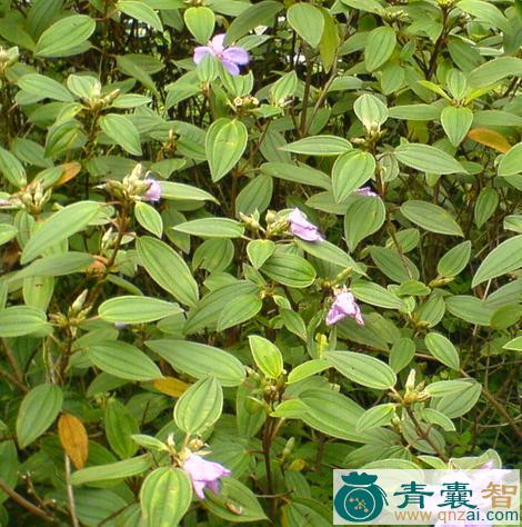 中药材豹牙郎图片