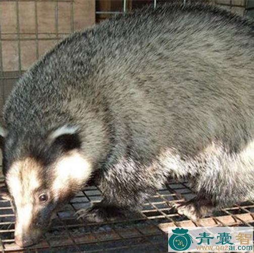 中药材貒猪肉图片