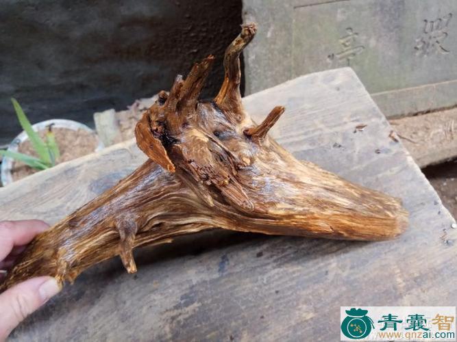 中药材贡檀兜图片