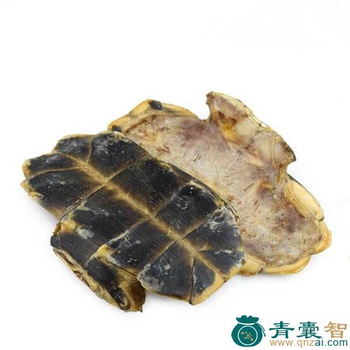 中药材败龟版图片