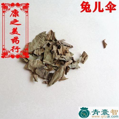 贴骨伞的性状性味归经以及功效用法和注意事项-青囊智