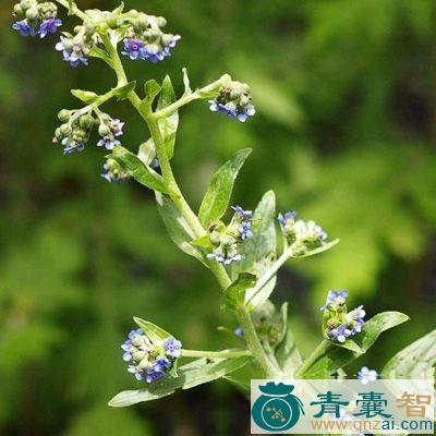 中药材贴骨散图片
