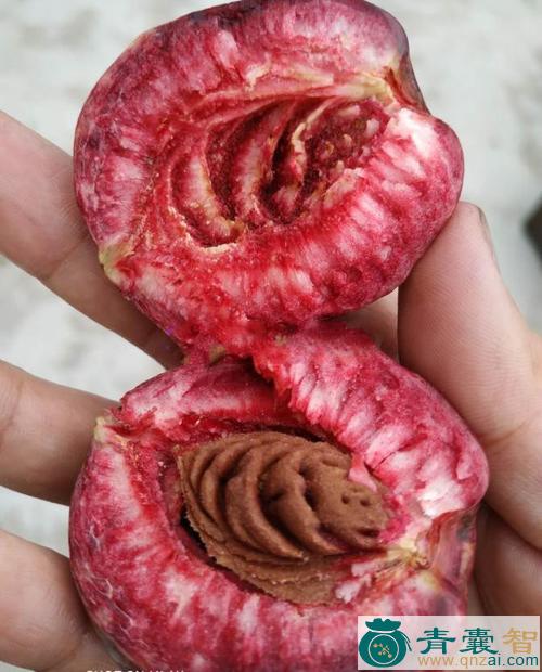 赐紫樱桃的性状性味归经以及功效用法和注意事项-青囊智