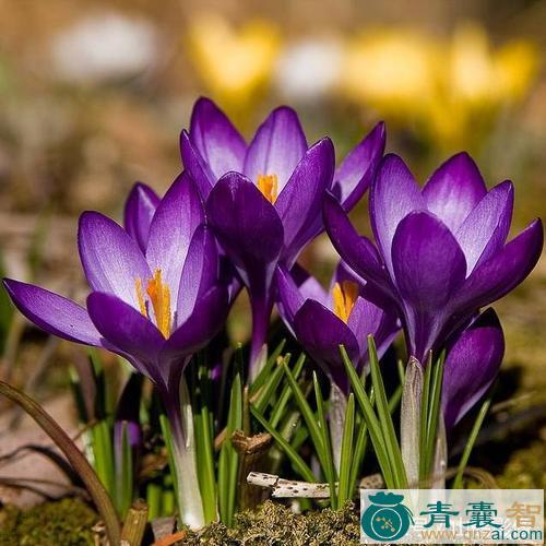 中药材赛番红花图片
