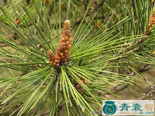 中药材赤松图片