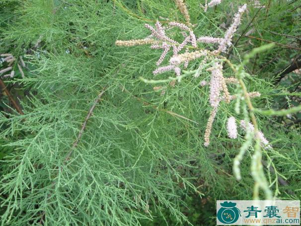 中药材赤柽柳图片