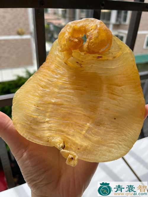 中药材赤胶图片