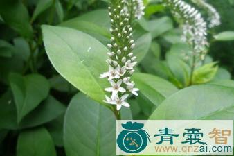 中药材赤脚草图片