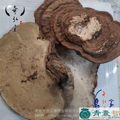 中药材赤色老母菌图片