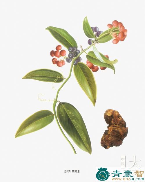 赤芽楸的性味归经以及功效用法-青囊智