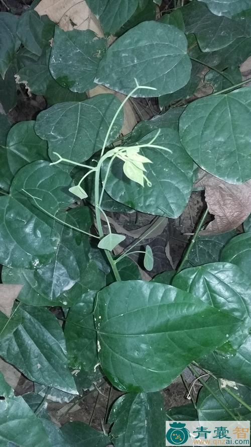 中药材赤苍藤图片