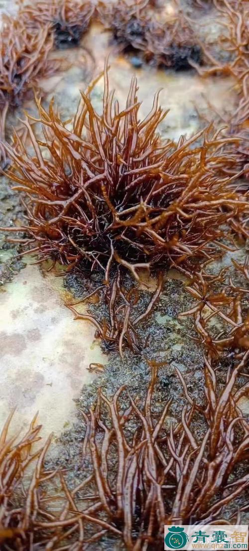 中药材赤菜图片