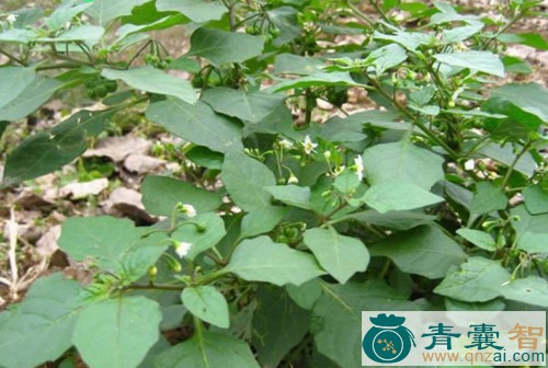中药材赤葵茎图片