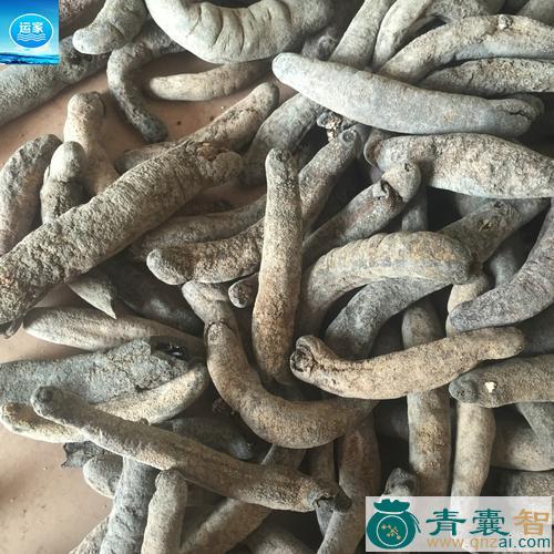 中药材赤虫图片