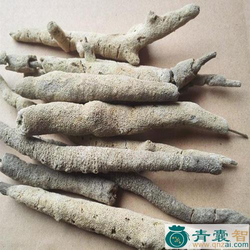 中药材赤车图片