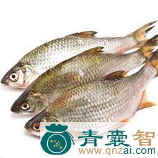 中药材赤鲤鱼图片