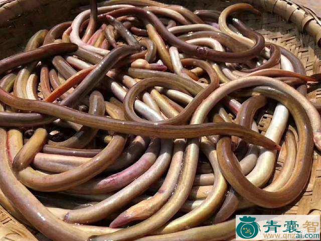 中药材赤鳗图片