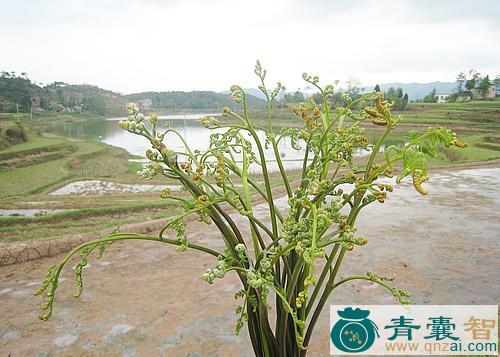 中药材赤龙爪图片