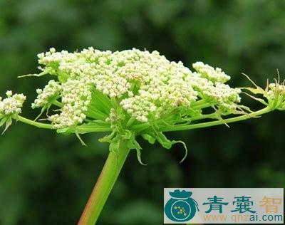 走马芹的性状性味归经以及功效用法和注意事项-青囊智