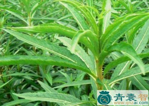 中药材赶风柴图片