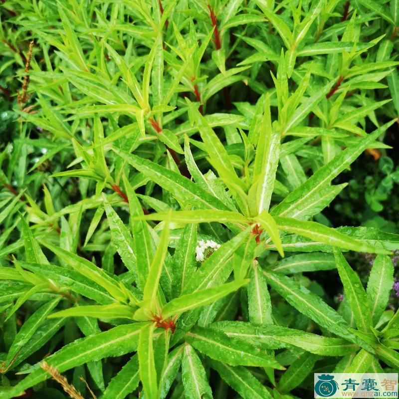 中药材赶黄草图片