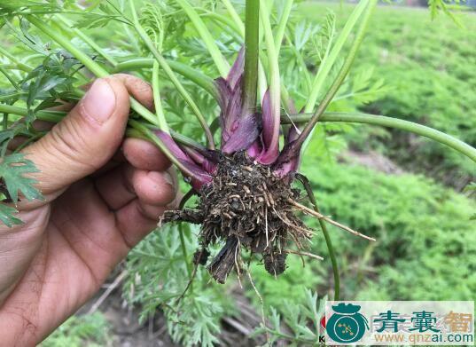 中药材起风瘀图片