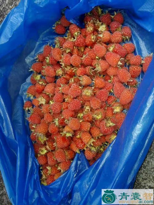 中药材越南山泡图片