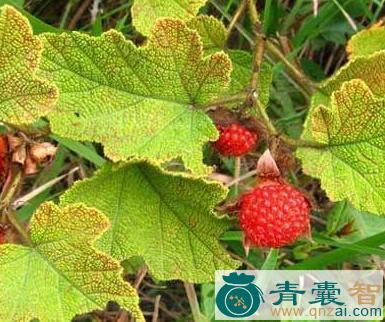 中药材越南悬钩子图片