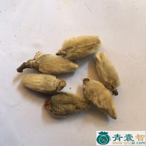 中药材越桃图片