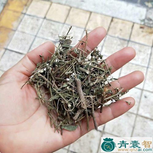 中药材路旁菊图片