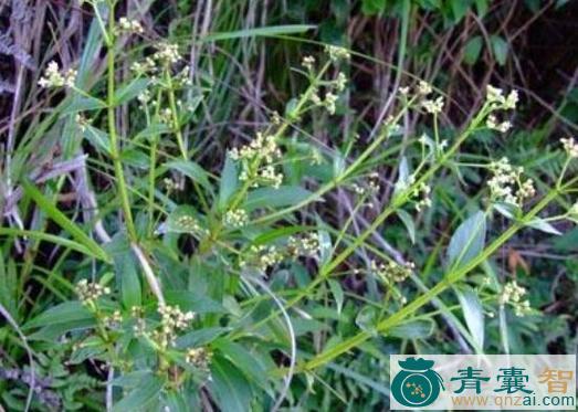 路边梢的性味归经以及功效用法-青囊智