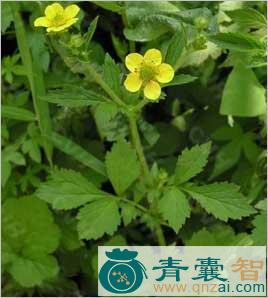 中药材路边肖图片