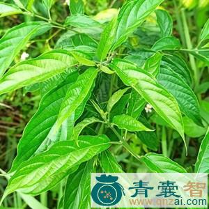 中药材路边青图片